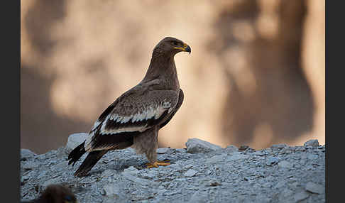 Steppenadler (Aquila nipalensis)