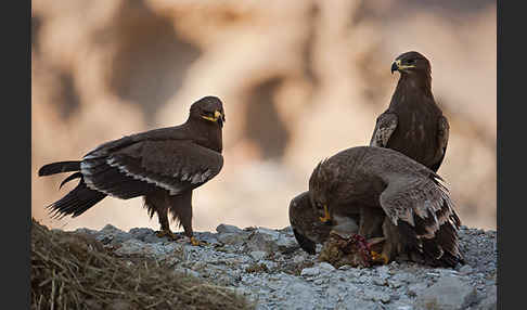 Steppenadler (Aquila nipalensis)