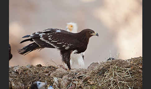 Schelladler (Aquila clanga)