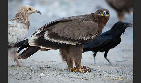 Steppenadler (Aquila nipalensis)