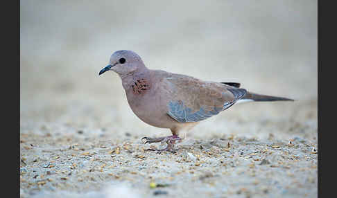 Palmtaube (Streptopelia senegalensis)