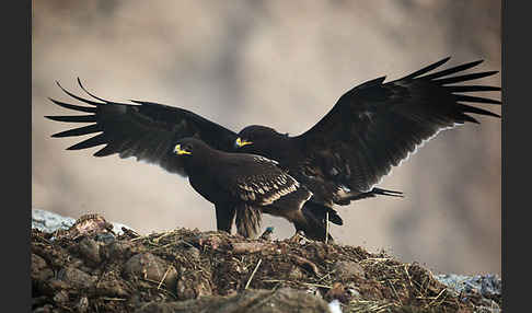 Schelladler (Aquila clanga)