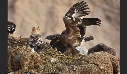 Schelladler (Aquila clanga)