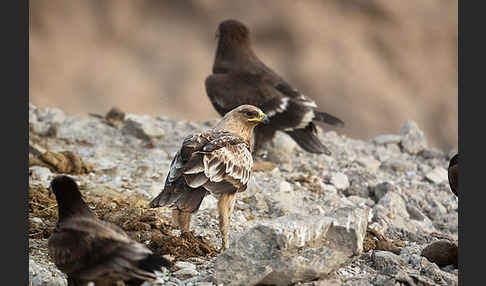 Schelladler (Aquila clanga)