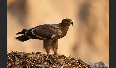 Steppenadler (Aquila nipalensis)