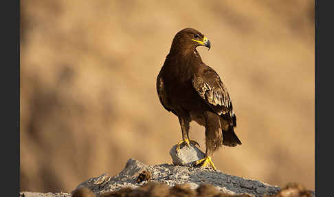 Steppenadler (Aquila nipalensis)