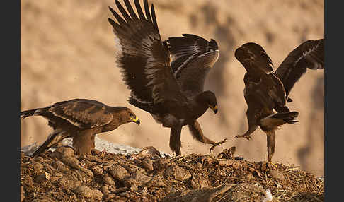 Steppenadler (Aquila nipalensis)