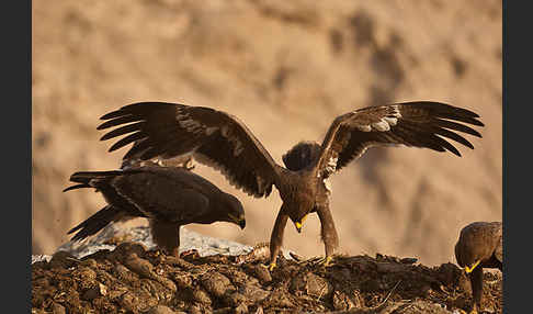 Steppenadler (Aquila nipalensis)