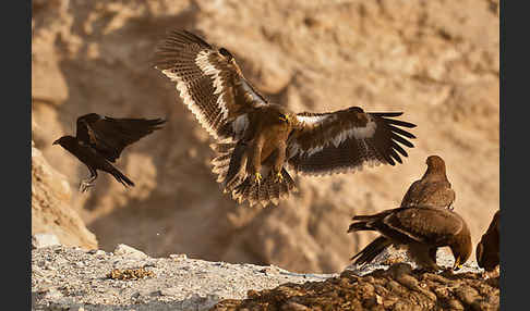 Steppenadler (Aquila nipalensis)