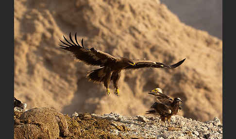 Steppenadler (Aquila nipalensis)