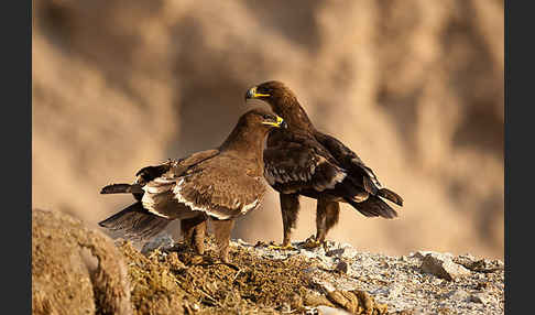 Steppenadler (Aquila nipalensis)