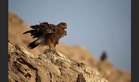 Steppenadler (Aquila nipalensis)