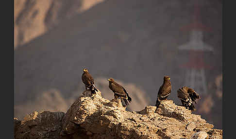 Steppenadler (Aquila nipalensis)