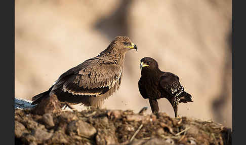 Steppenadler (Aquila nipalensis)