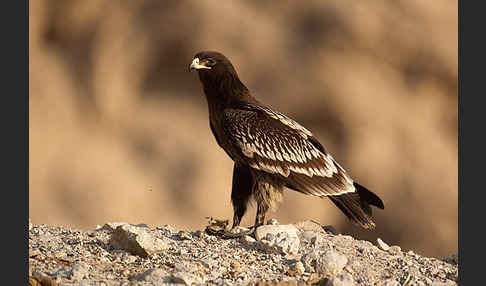 Schelladler (Aquila clanga)