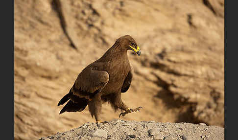 Steppenadler (Aquila nipalensis)