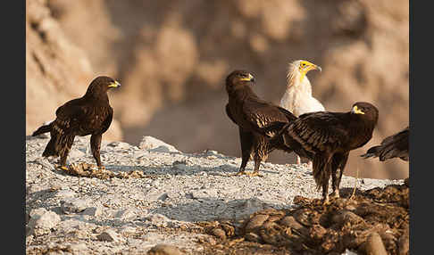 Schelladler (Aquila clanga)