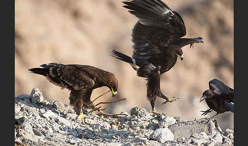 Steppenadler (Aquila nipalensis)