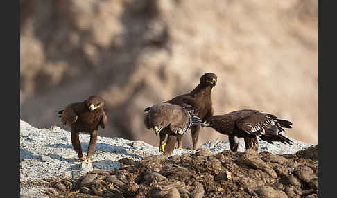 Steppenadler (Aquila nipalensis)