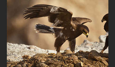 Steppenadler (Aquila nipalensis)