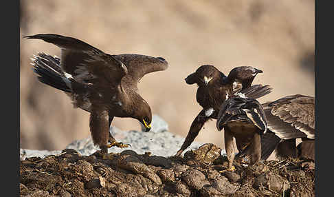 Steppenadler (Aquila nipalensis)