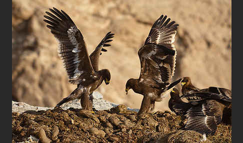 Steppenadler (Aquila nipalensis)