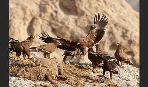 Steppenadler (Aquila nipalensis)