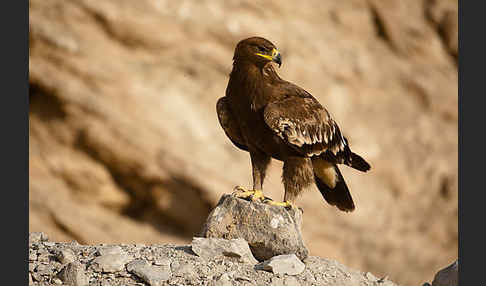 Steppenadler (Aquila nipalensis)