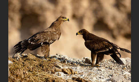 Steppenadler (Aquila nipalensis)