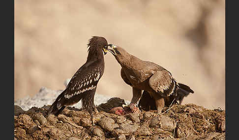 Steppenadler (Aquila nipalensis)