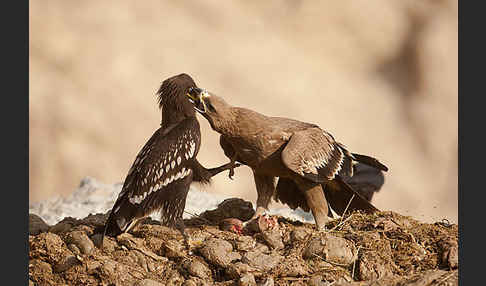 Steppenadler (Aquila nipalensis)