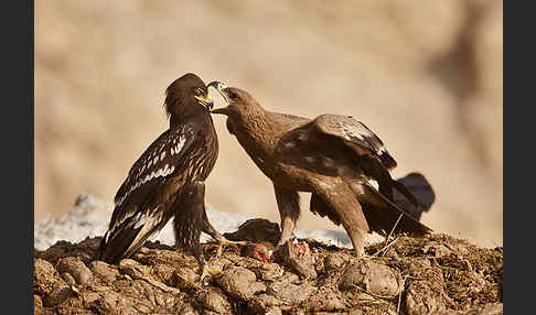 Steppenadler (Aquila nipalensis)