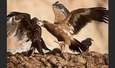 Steppenadler (Aquila nipalensis)