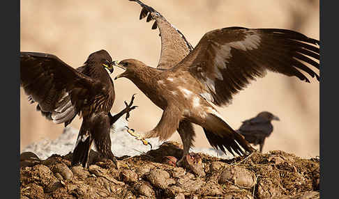 Steppenadler (Aquila nipalensis)