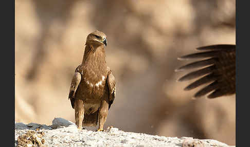 Steppenadler (Aquila nipalensis)