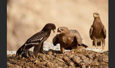 Steppenadler (Aquila nipalensis)