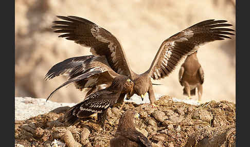 Steppenadler (Aquila nipalensis)