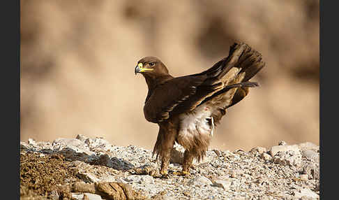 Steppenadler (Aquila nipalensis)