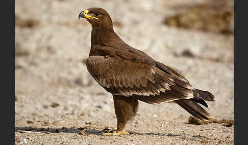 Steppenadler (Aquila nipalensis)