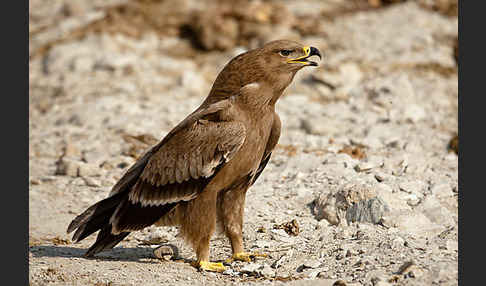 Steppenadler (Aquila nipalensis)