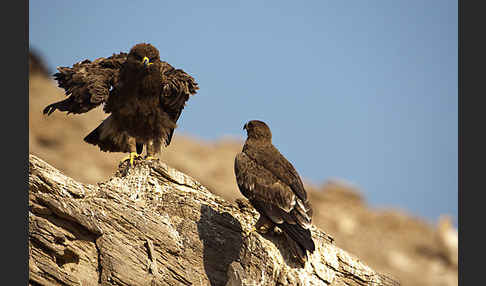 Steppenadler (Aquila nipalensis)