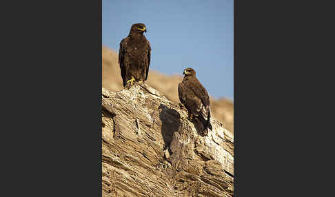 Steppenadler (Aquila nipalensis)