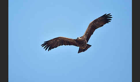 Steppenadler (Aquila nipalensis)