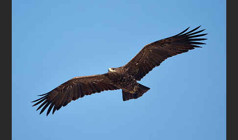 Steppenadler (Aquila nipalensis)