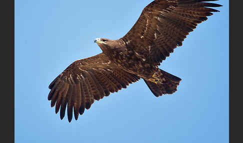 Steppenadler (Aquila nipalensis)