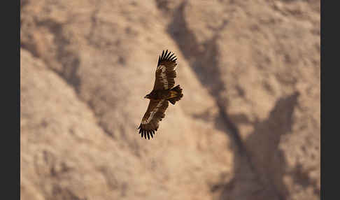 Steppenadler (Aquila nipalensis)