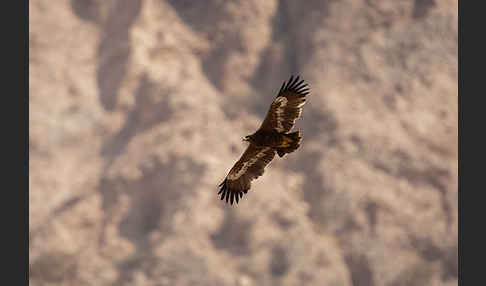 Steppenadler (Aquila nipalensis)