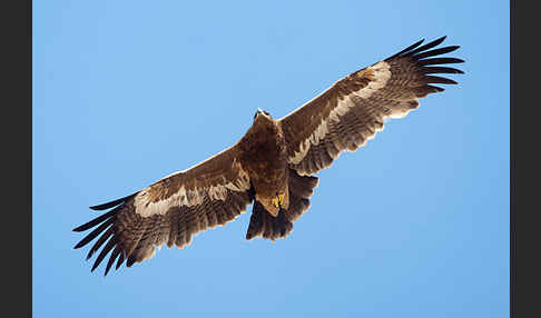 Steppenadler (Aquila nipalensis)