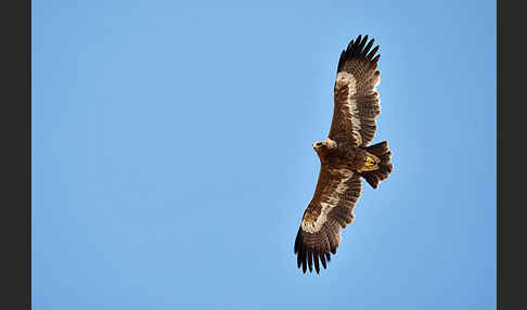 Steppenadler (Aquila nipalensis)