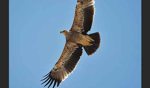 Kaiseradler (Aquila heliaca)